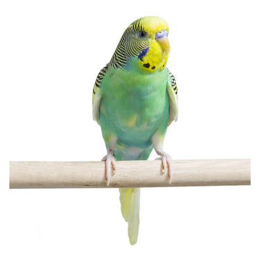 Fancy Parakeet